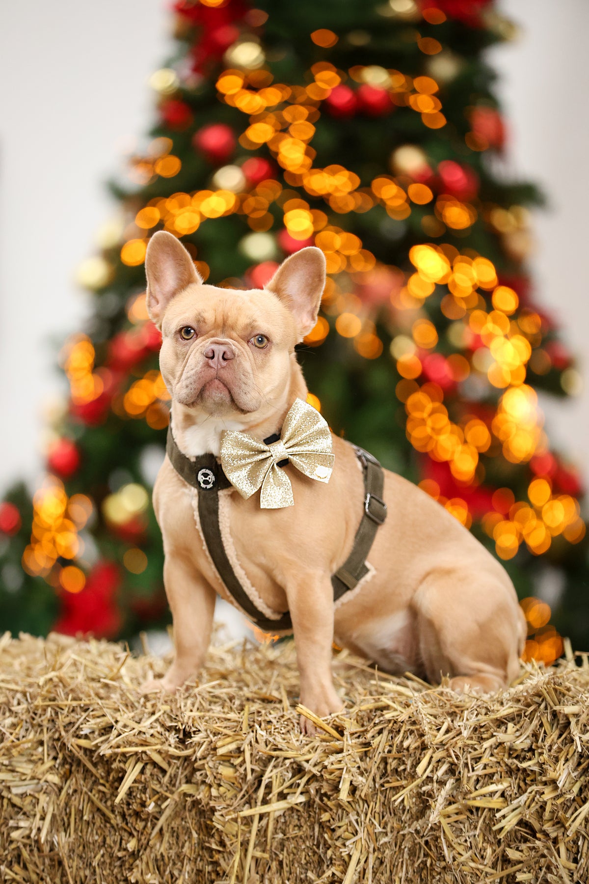 Moss Dog Bow Tie – The finishing touch for any outfit