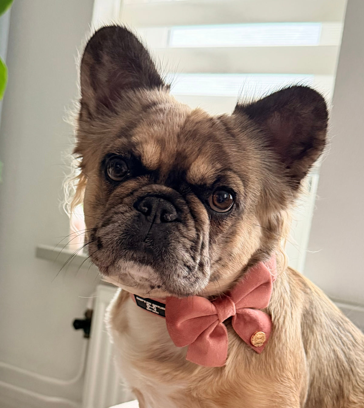 Pink Dog Bow Tie – The finishing touch for any outfit