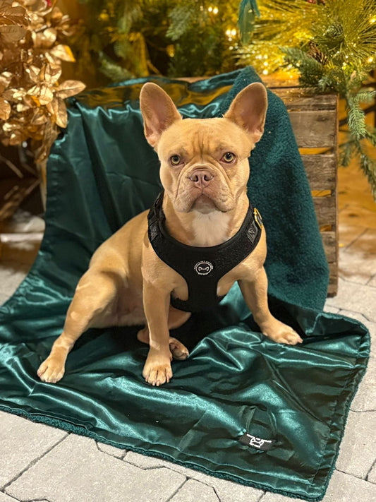 Luxuriöse Hundedecke Smaragdgrün – Velours & Fleece – 78 x 100 cm