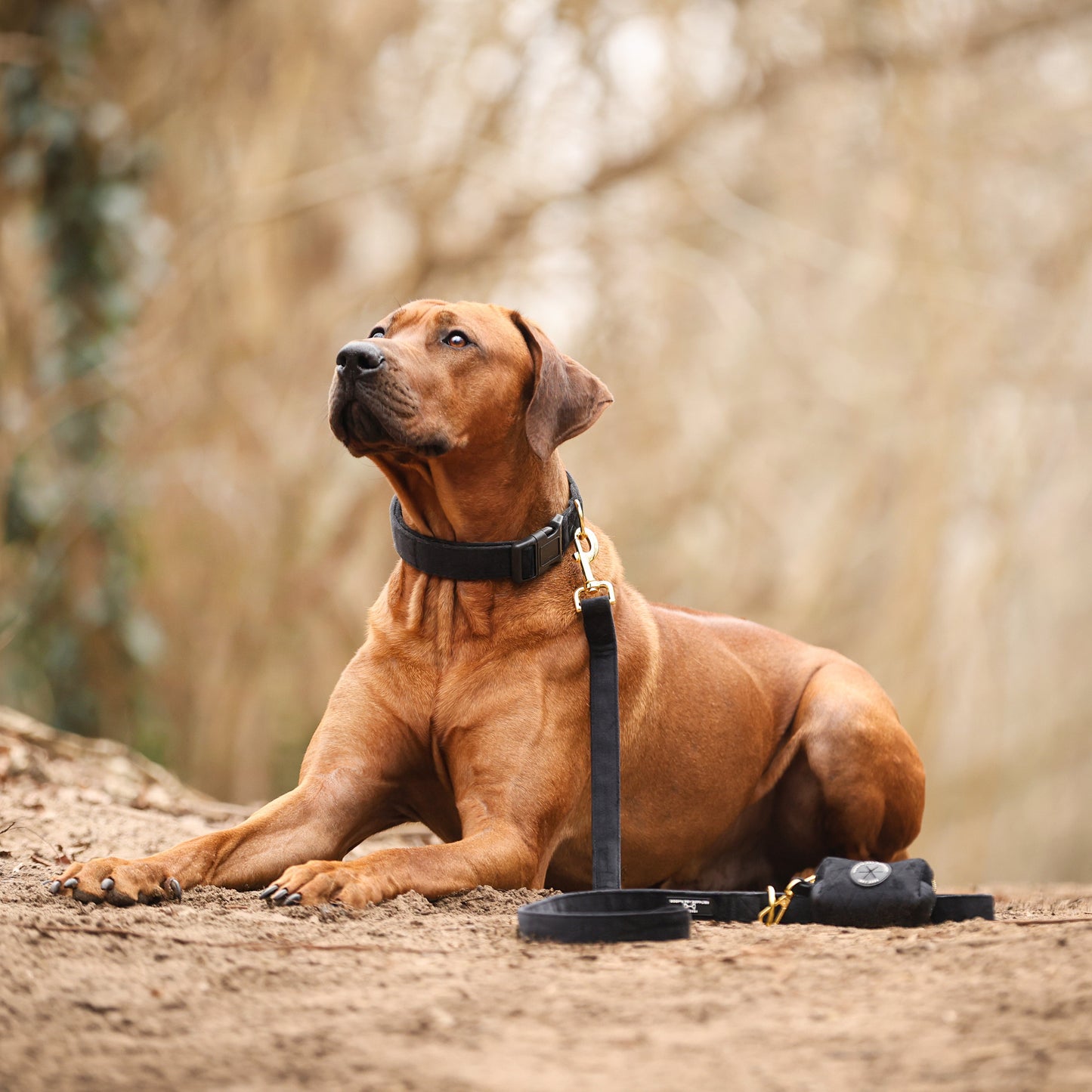 Hundehalsband aus Samt - Schwarz