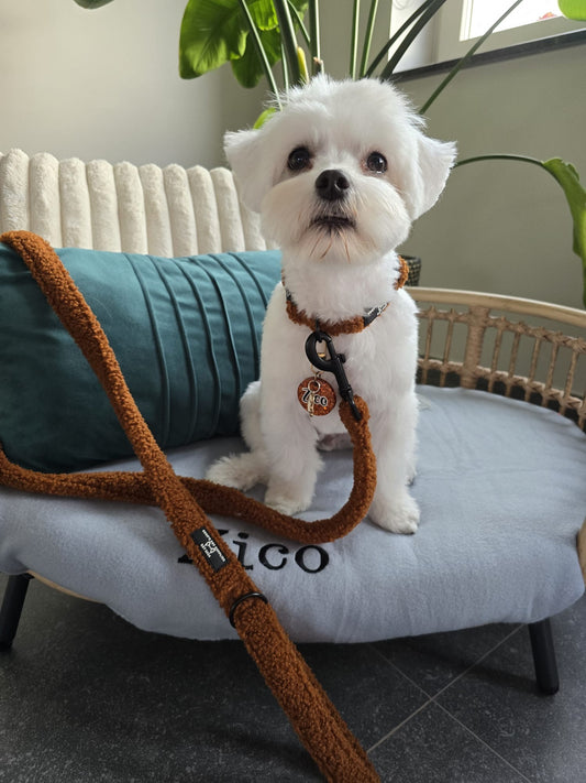 Teddy Walks set - Cognac Met Halsband & Riem