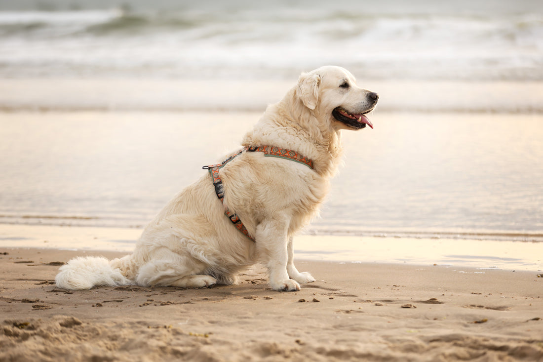 De leukste hondenstranden in Noord-Holland (2026) 🐾🌊