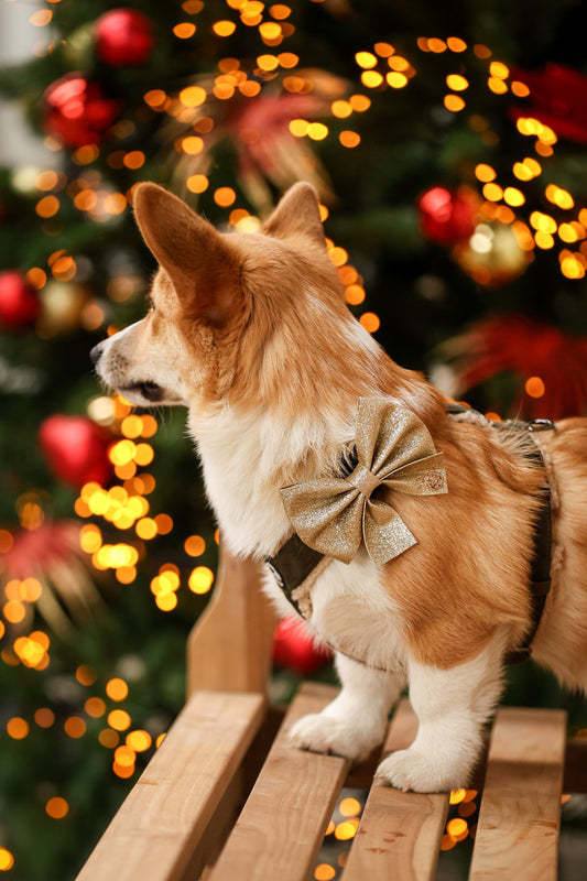 Wat is een leuk kerstcadeau voor mijn hond? 15 originele cadeautips 🎄🐾