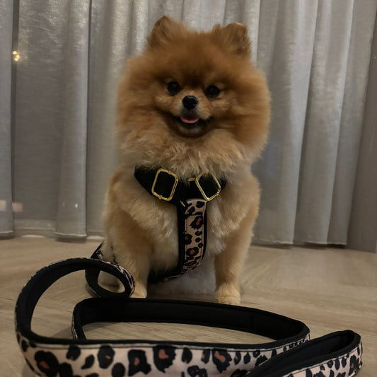 Beste comfortabele hondentuigjes voor kleine honden met liefde ontworpen