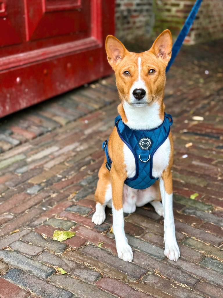 🐾 WINTERTRENDS 2025 – ZACHT, STIJLVOL & FUNCTIONEEL MET SOOF’S PET SUPPLIES