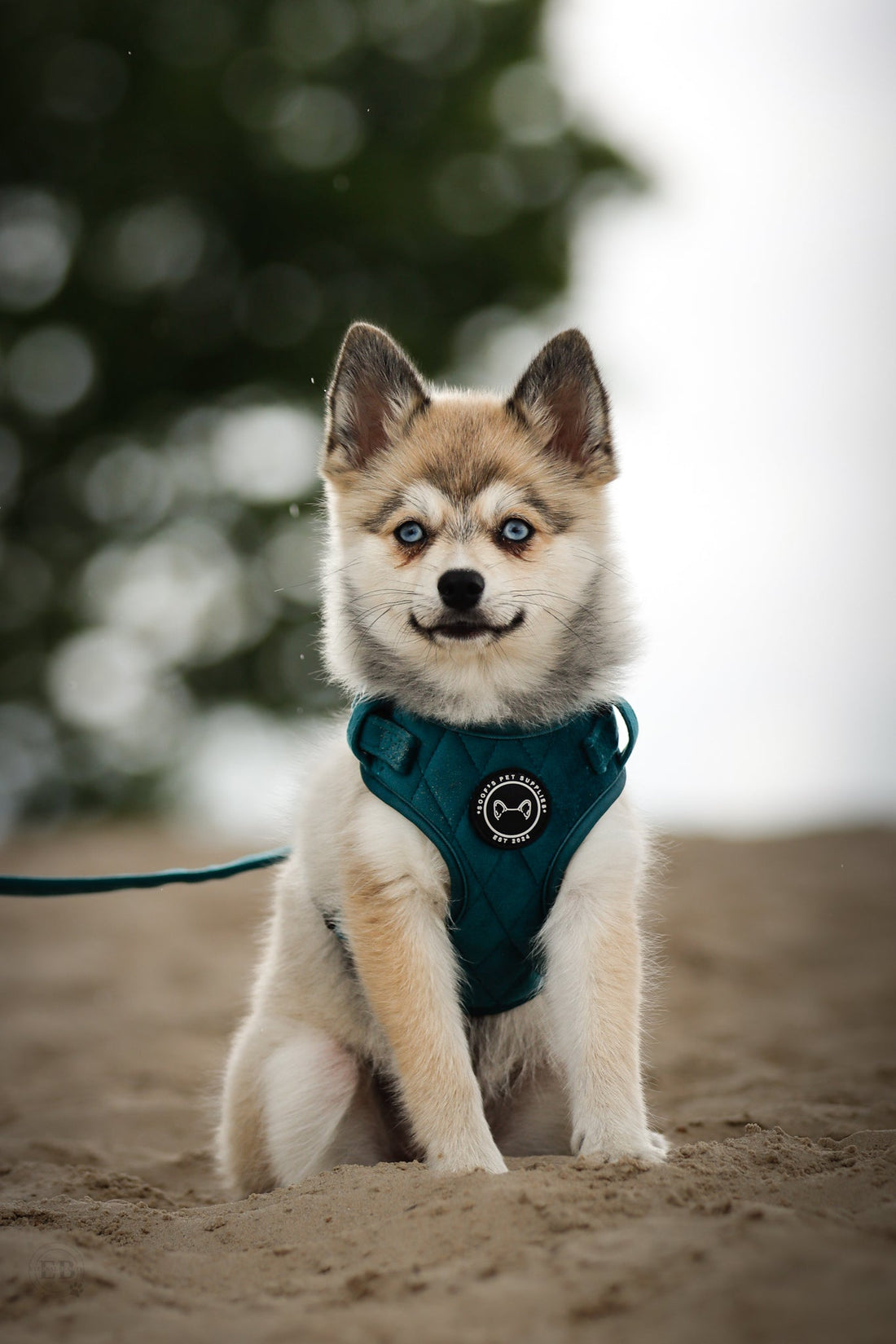 De 5 Redenen Waarom een Velvet Y-Tuig de Beste Keuze is voor Jouw Hond