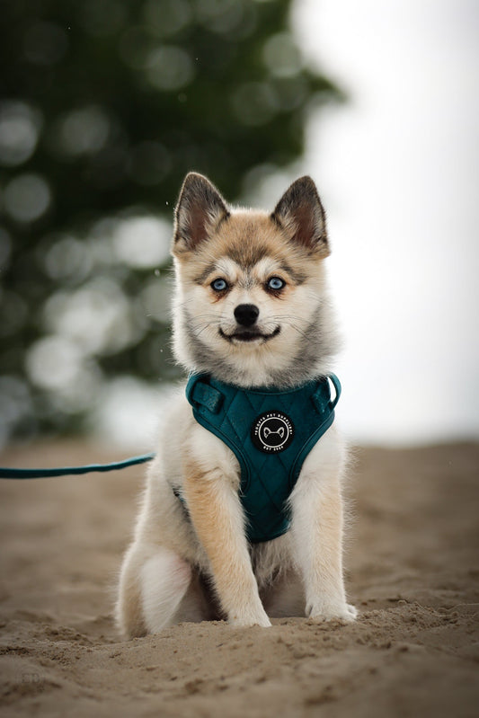 De 5 Redenen Waarom een Velvet Y-Tuig de Beste Keuze is voor Jouw Hond