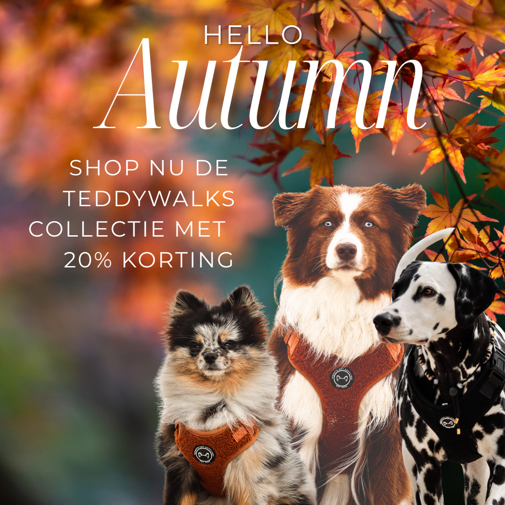 Drie honden met teddy hondentuigjes wandelen samen door een herfstbos met vallende bladeren en warm zonlicht