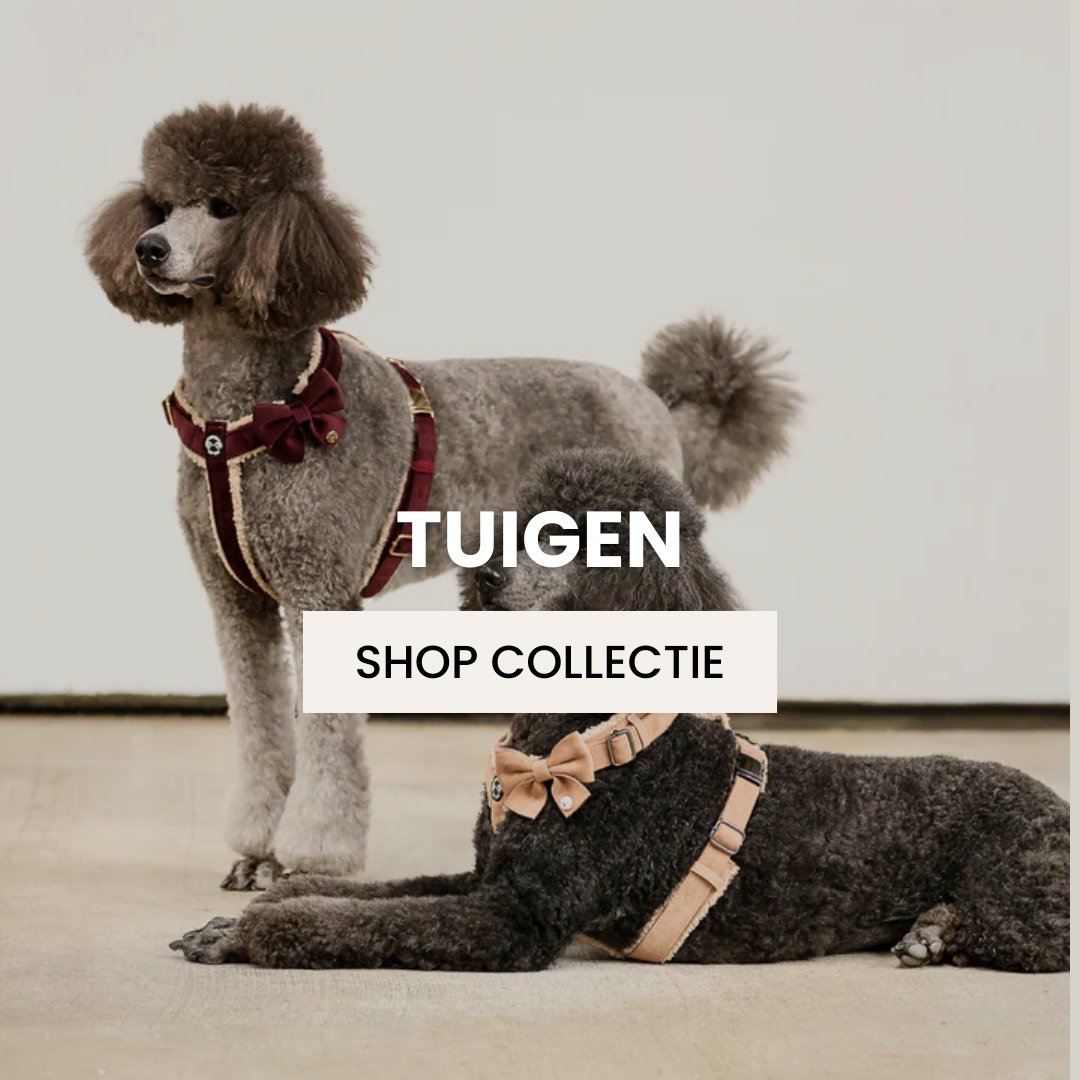 Hondentuigen