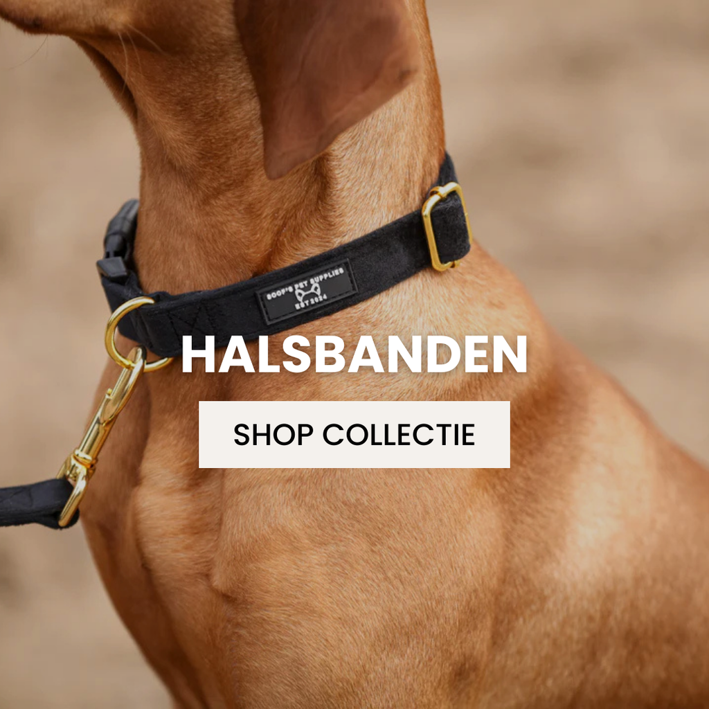 Hondenhalsbanden: Stijlvol en Functioneel