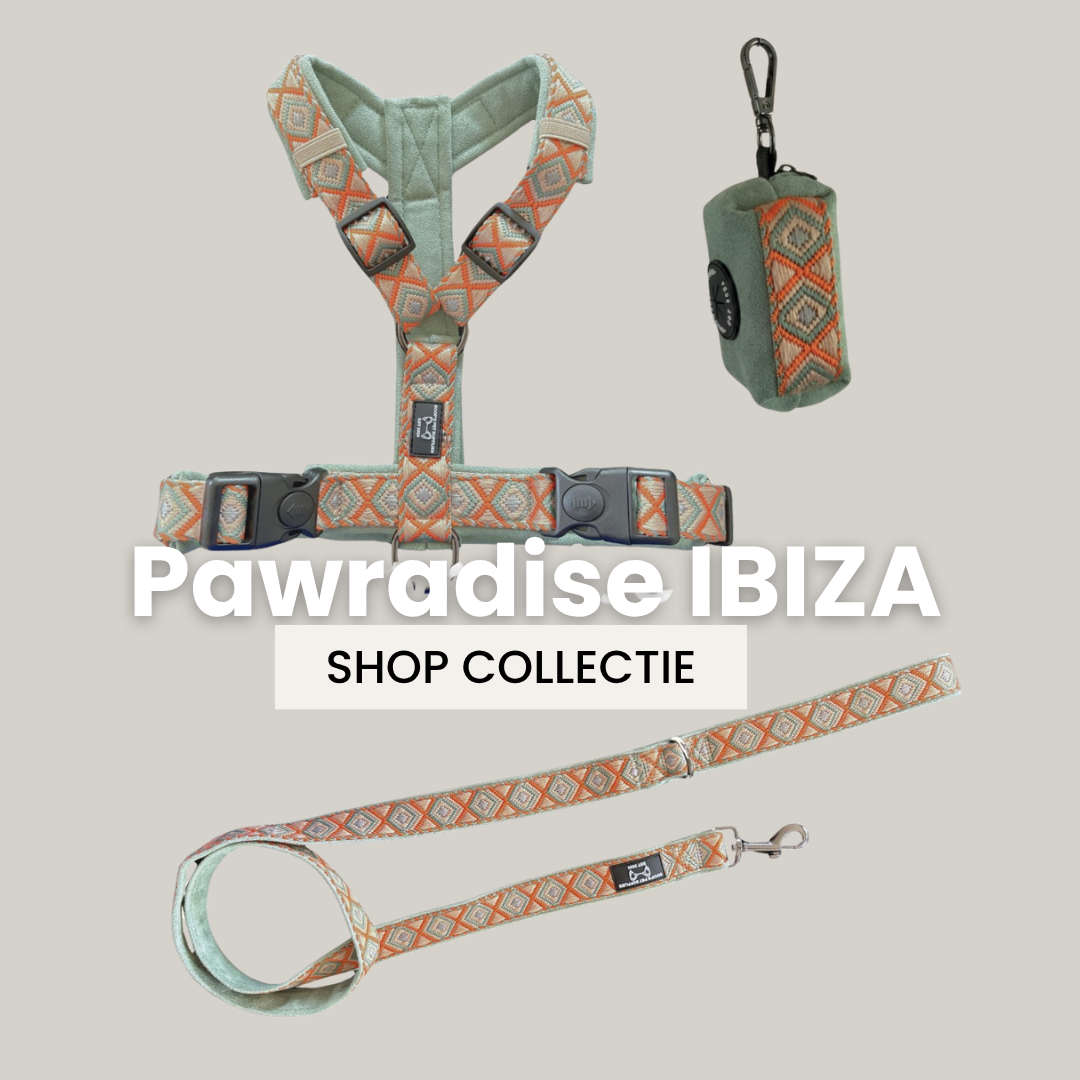 Pawradise Ibiza