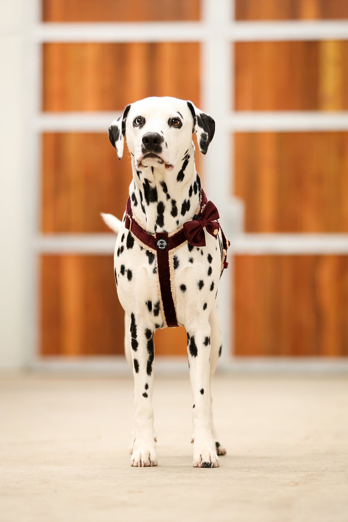 Pawradise Samt Hundegeschirr – Merlot