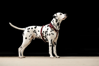 Pawradise Samt Hundegeschirr – Merlot