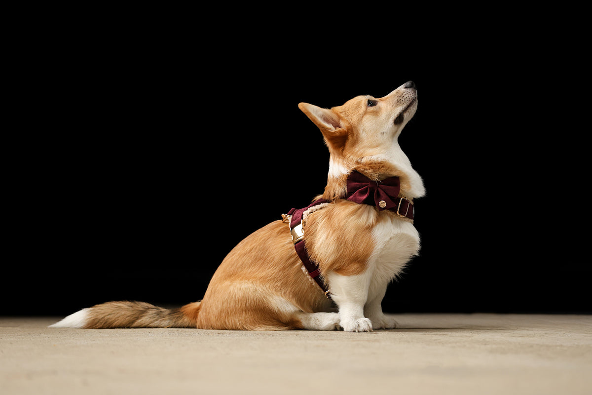 Pawradise Samt Hundegeschirr – Merlot