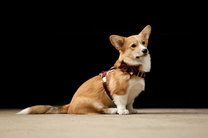 Pawradise Samt Hundegeschirr – Merlot