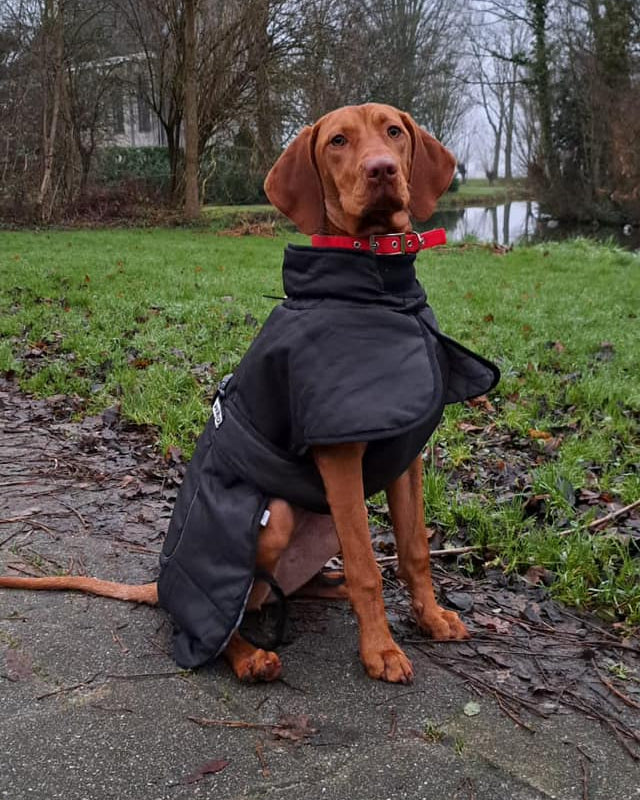 Hundemantel - Schwarz