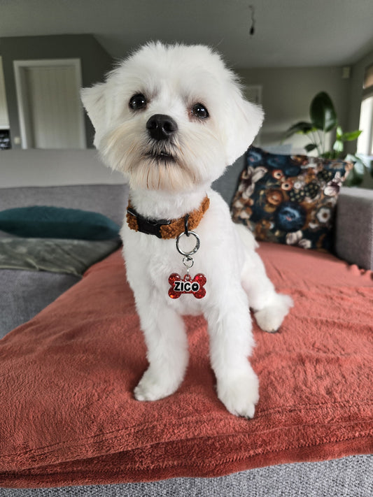 Hondenhalsband TeddyWalks Cognac