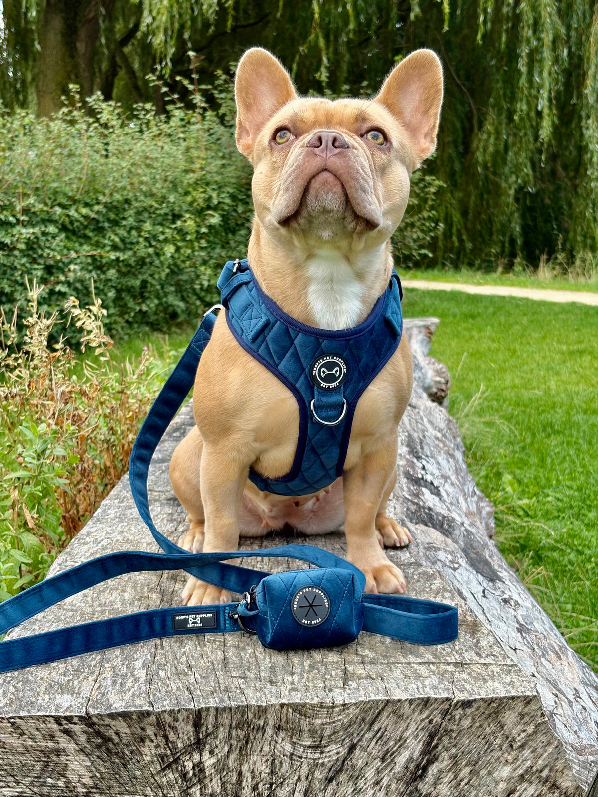 Velvet Cobalt Dream honden tuigje in luxe kobalt blauw