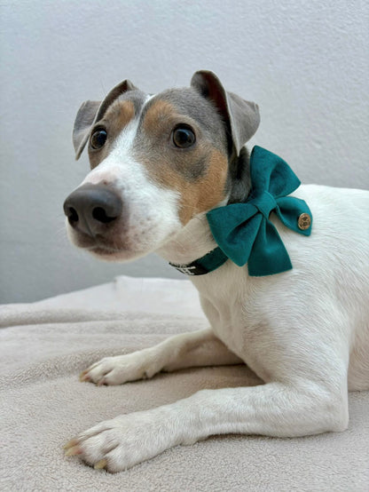 Emerald Blue Dog Bow Tie – The finishing touch for any outfit