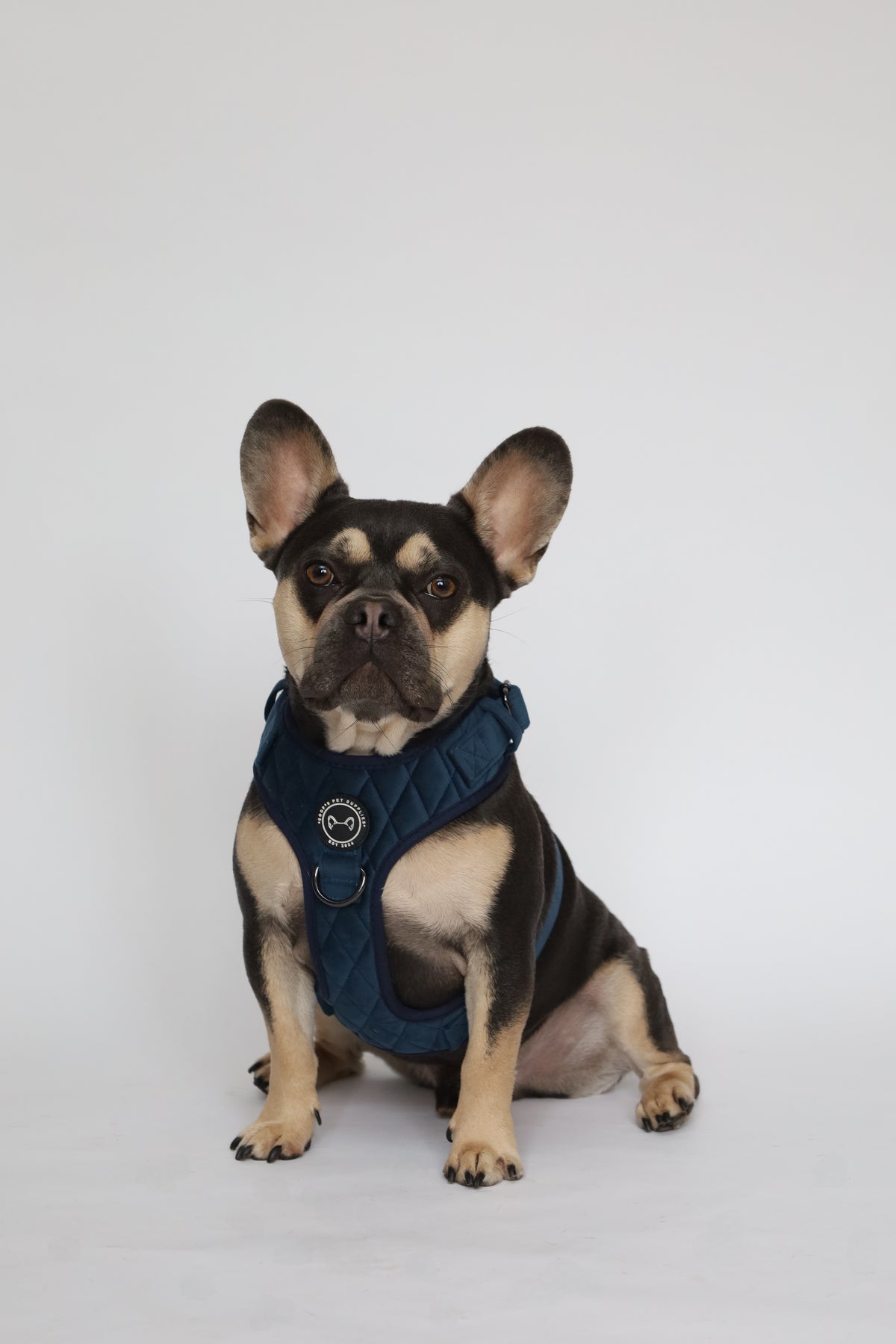 Samtiges smaragdblaues Hundegeschirr | Komfort &amp; Stil | Soof's Tierbedarf