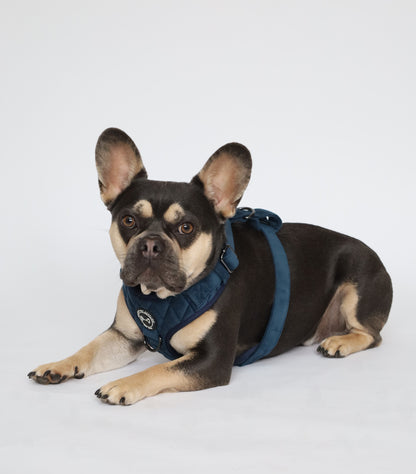 Samtiges smaragdblaues Hundegeschirr | Komfort &amp; Stil | Soof's Tierbedarf