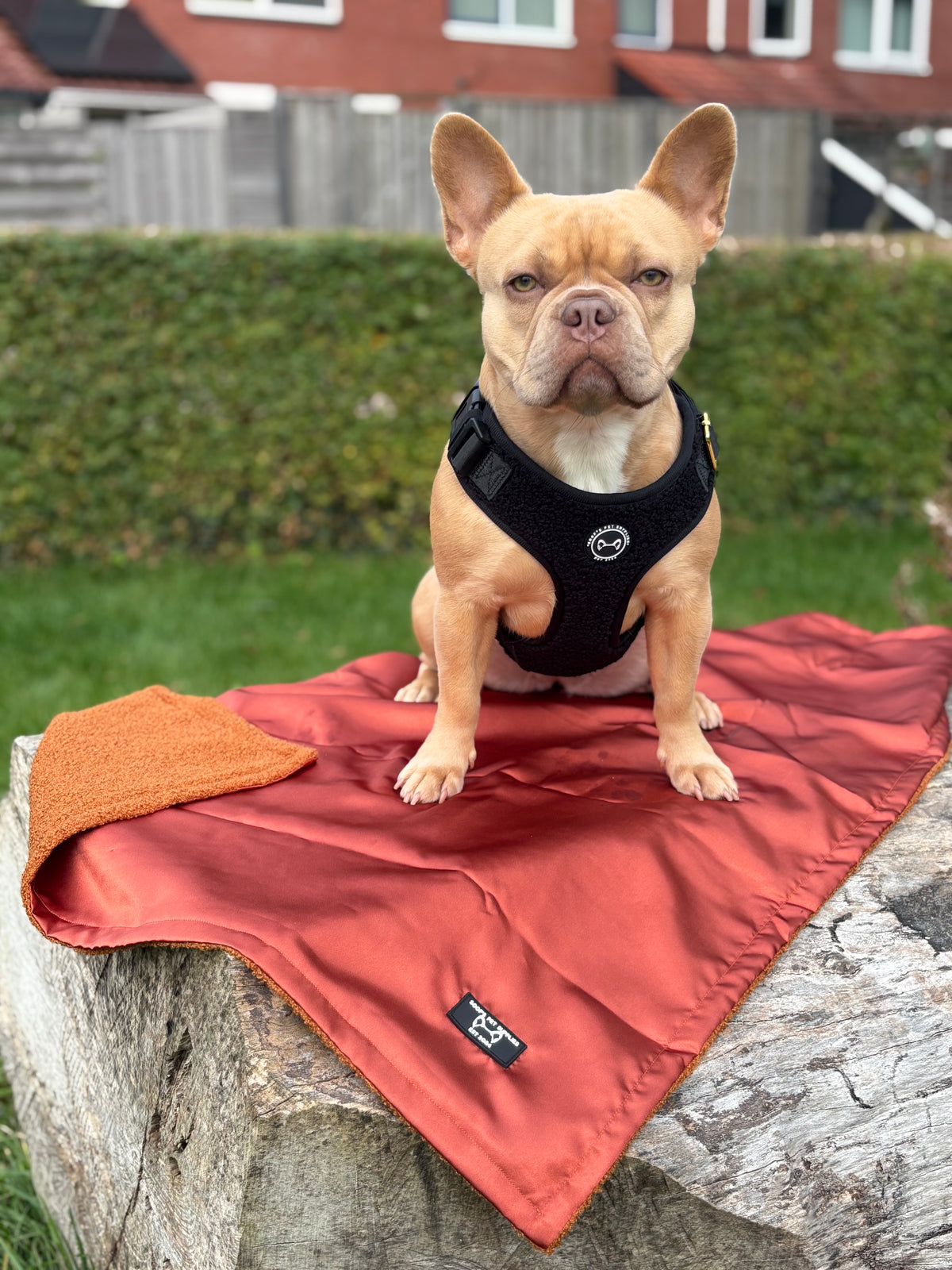 Luxury Dog Blanket Pumpkin – Velours &amp; Fleece – 78 x 100 cm