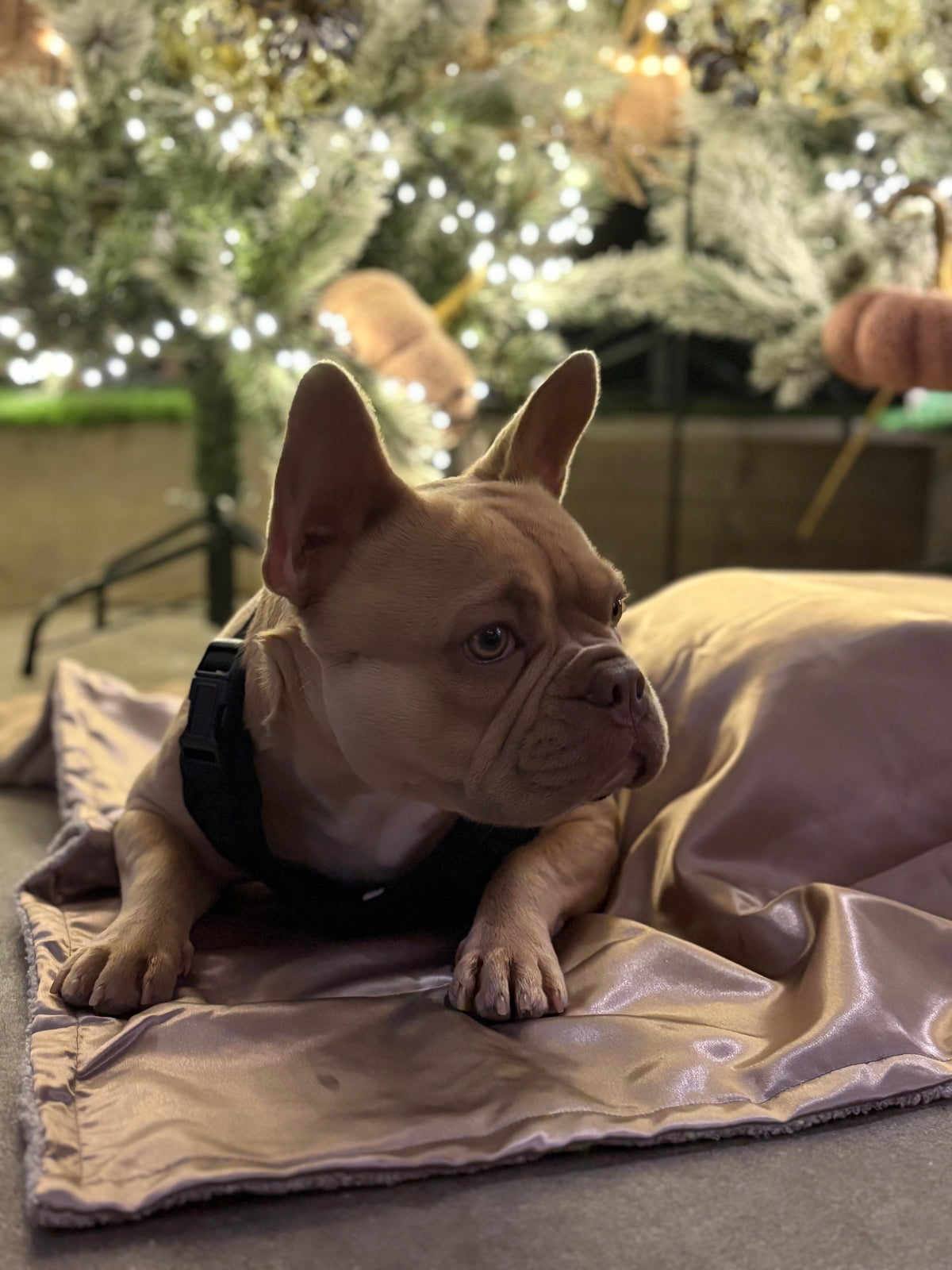Luxe Honden kleed Creme – Velours & Fleece – 78 x 100 cm