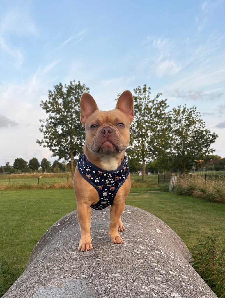 Frenchie by Soof hondentuig – verstelbaar tuigje met ademende meshvoering voor Franse Bulldog

