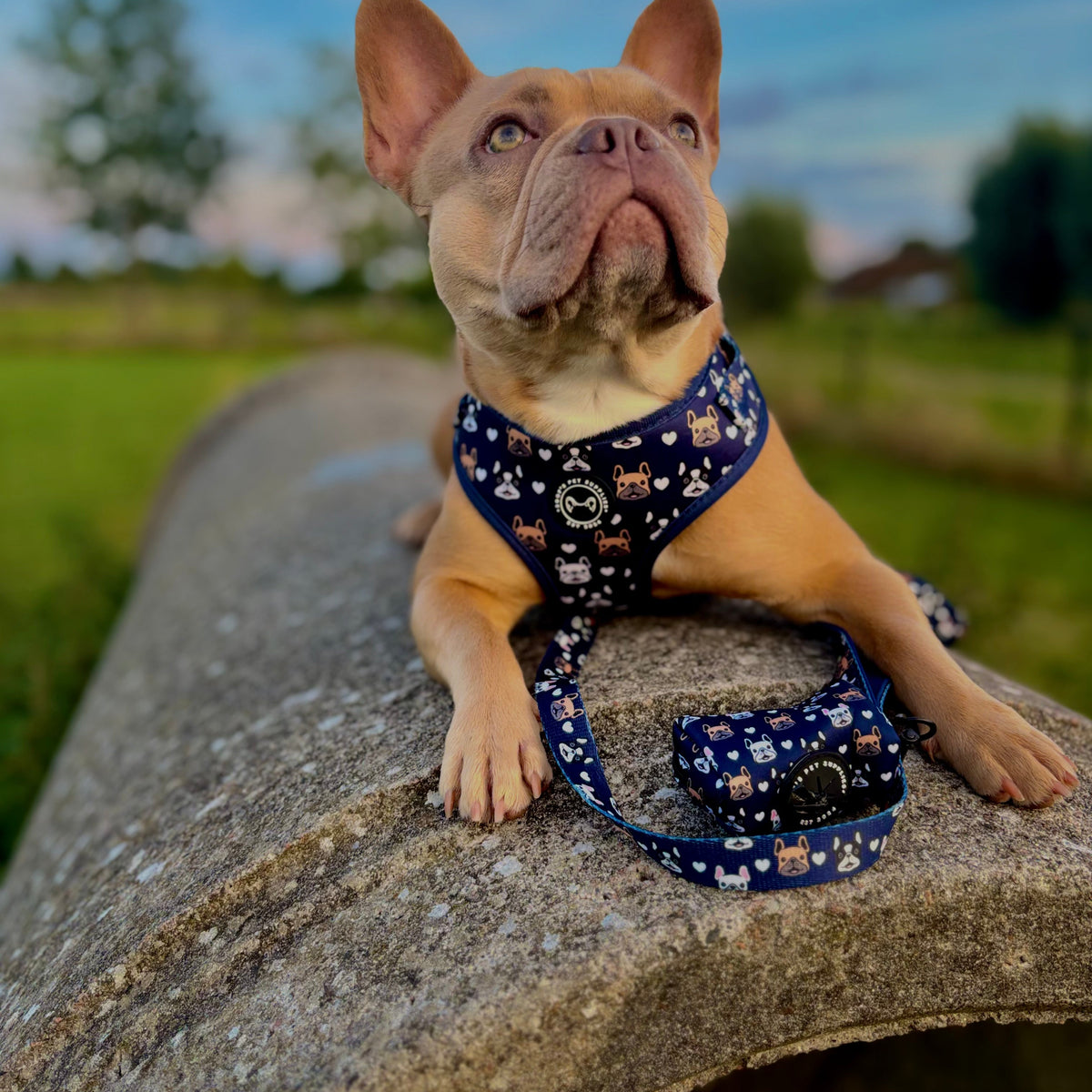 Specially for Frenchies – Matching Set with Print