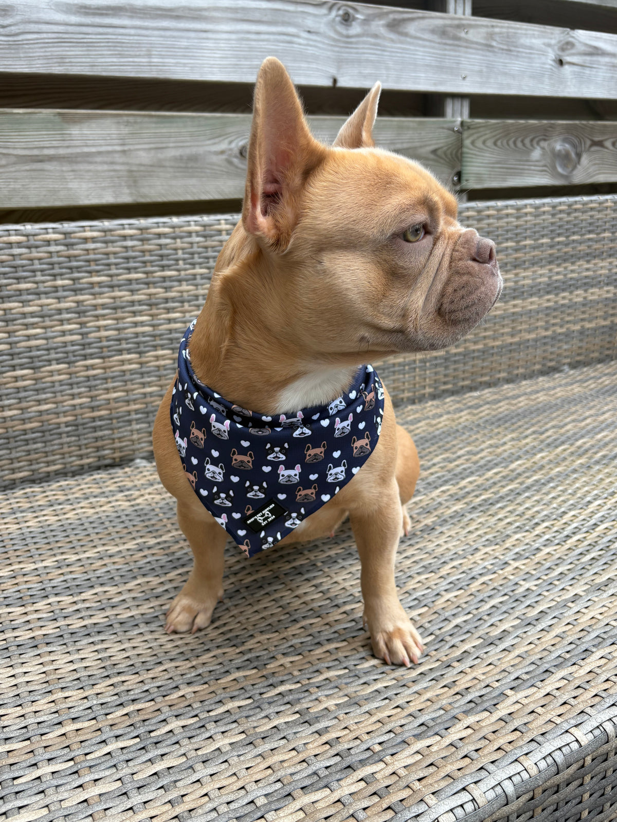 Cooling Bandana Frenchie by Soof