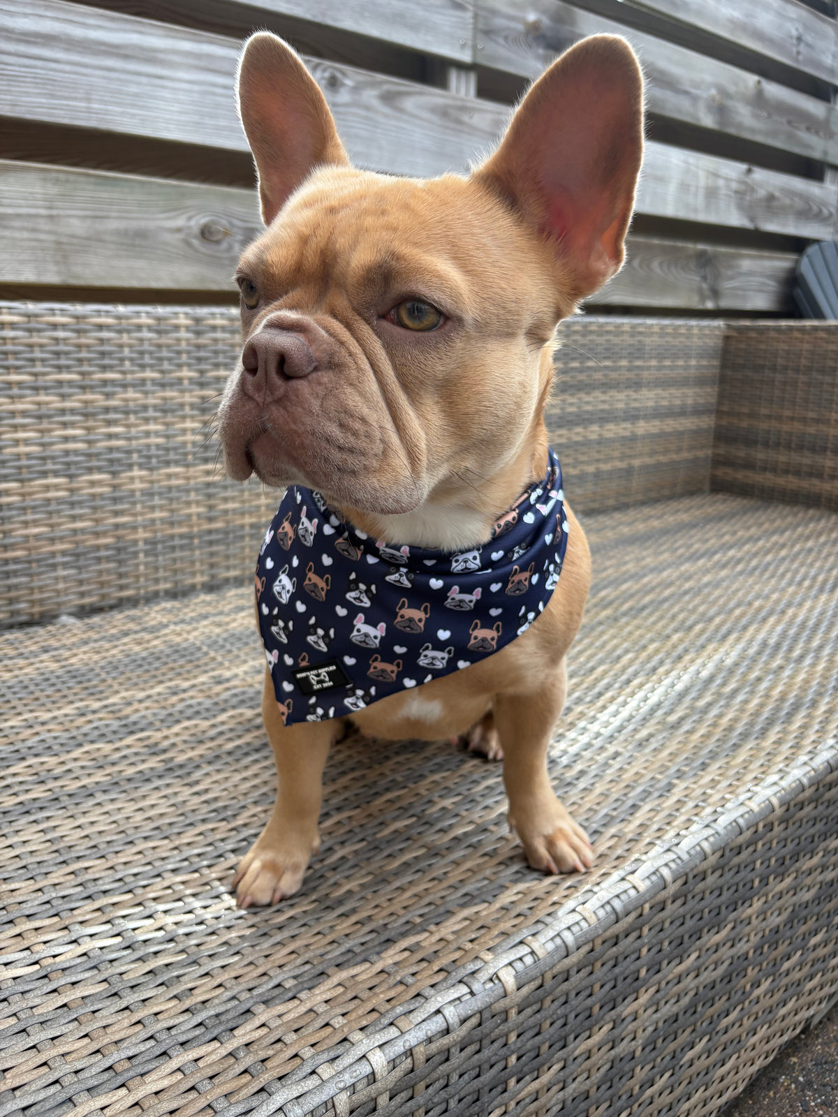 Cooling Bandana Frenchie by Soof