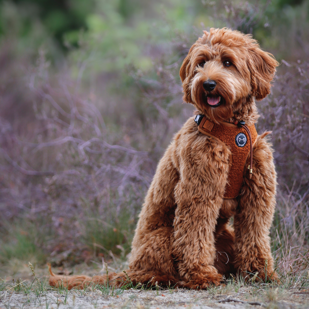 Hondentuig Teddy Walks Cognac met Extra Neksluiting