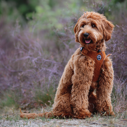 Hondentuig Teddy Walks Cognac met Extra Neksluiting