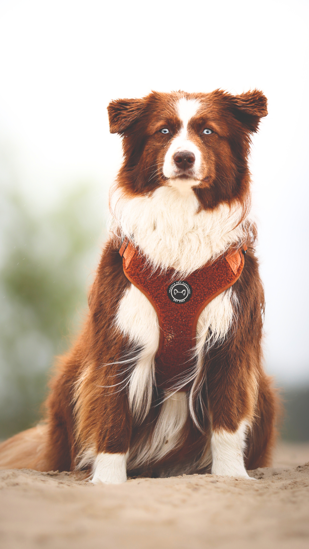 Hondentuig Teddy Walks Cognac met Extra Neksluiting