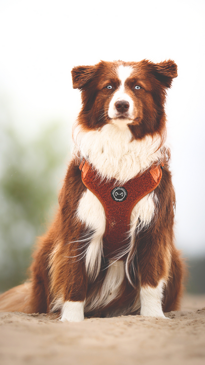 Hondentuig Teddy Walks Cognac met Extra Neksluiting