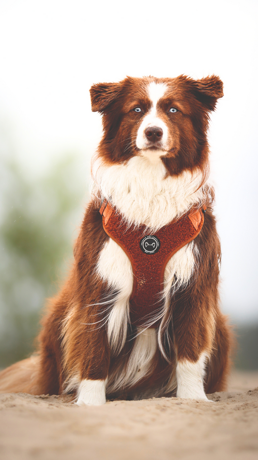 Teddy Walks set - Cognac Met Tuig & Riem