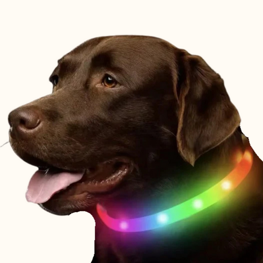 Lichtgevende LED halsband hond