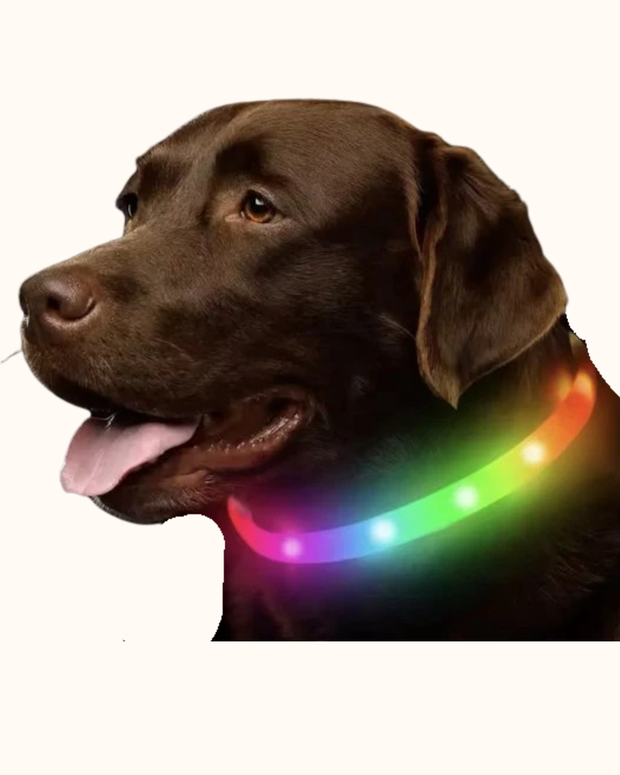 Beleuchtetes LED-Hundehalsband  Soof's Pet Supplies