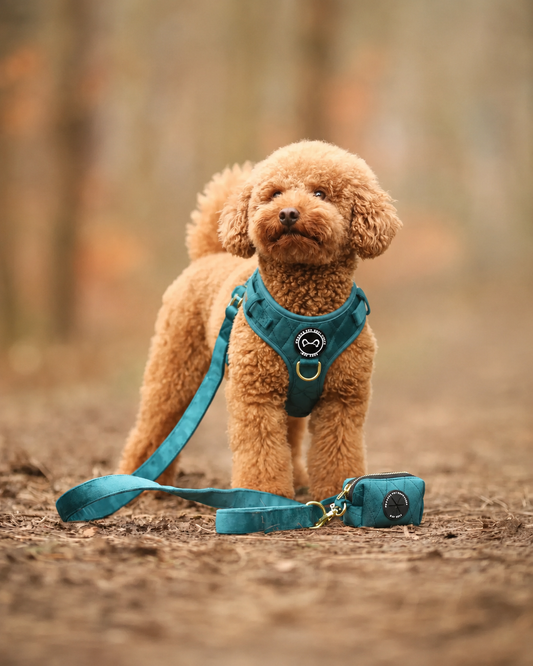 Hondentuig in velvet Emerald Blue – verstelbaar, zacht en stijlvol tuigje voor je hond