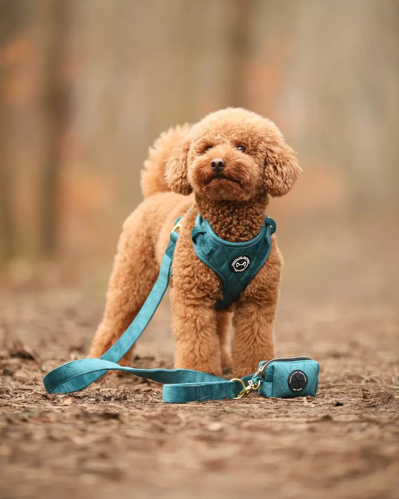 Hondentuig in velvet Emerald Blue – verstelbaar, zacht en stijlvol tuigje voor je hond