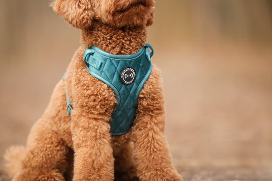 Hondentuig in velvet Emerald Blue – verstelbaar, zacht en stijlvol tuigje voor je hond