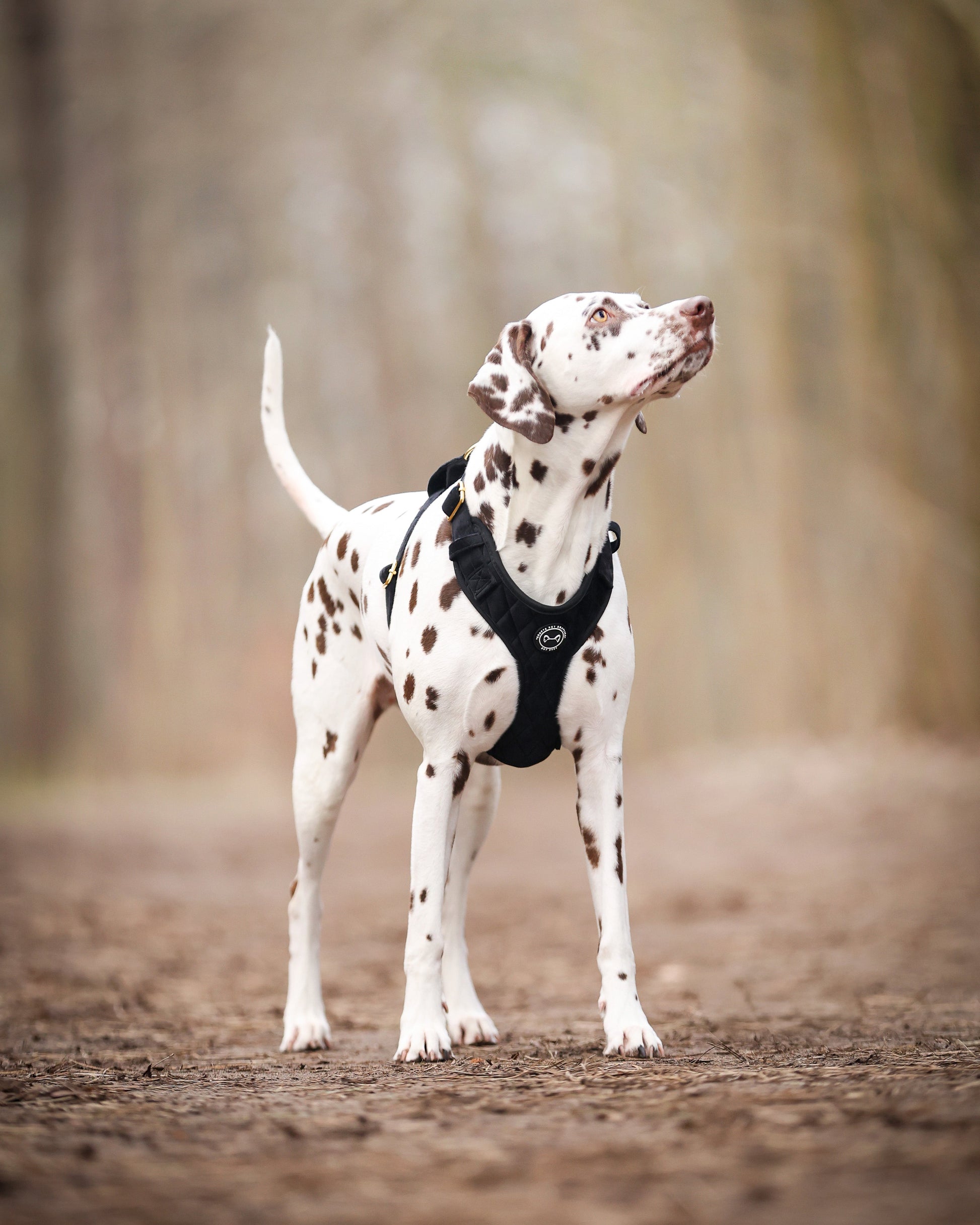 Zwart velvet hondentuig – comfortabel en stijlvol tuigje voor elke hond