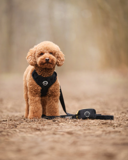Zwart velvet hondentuig – comfortabel en stijlvol tuigje voor elke hond