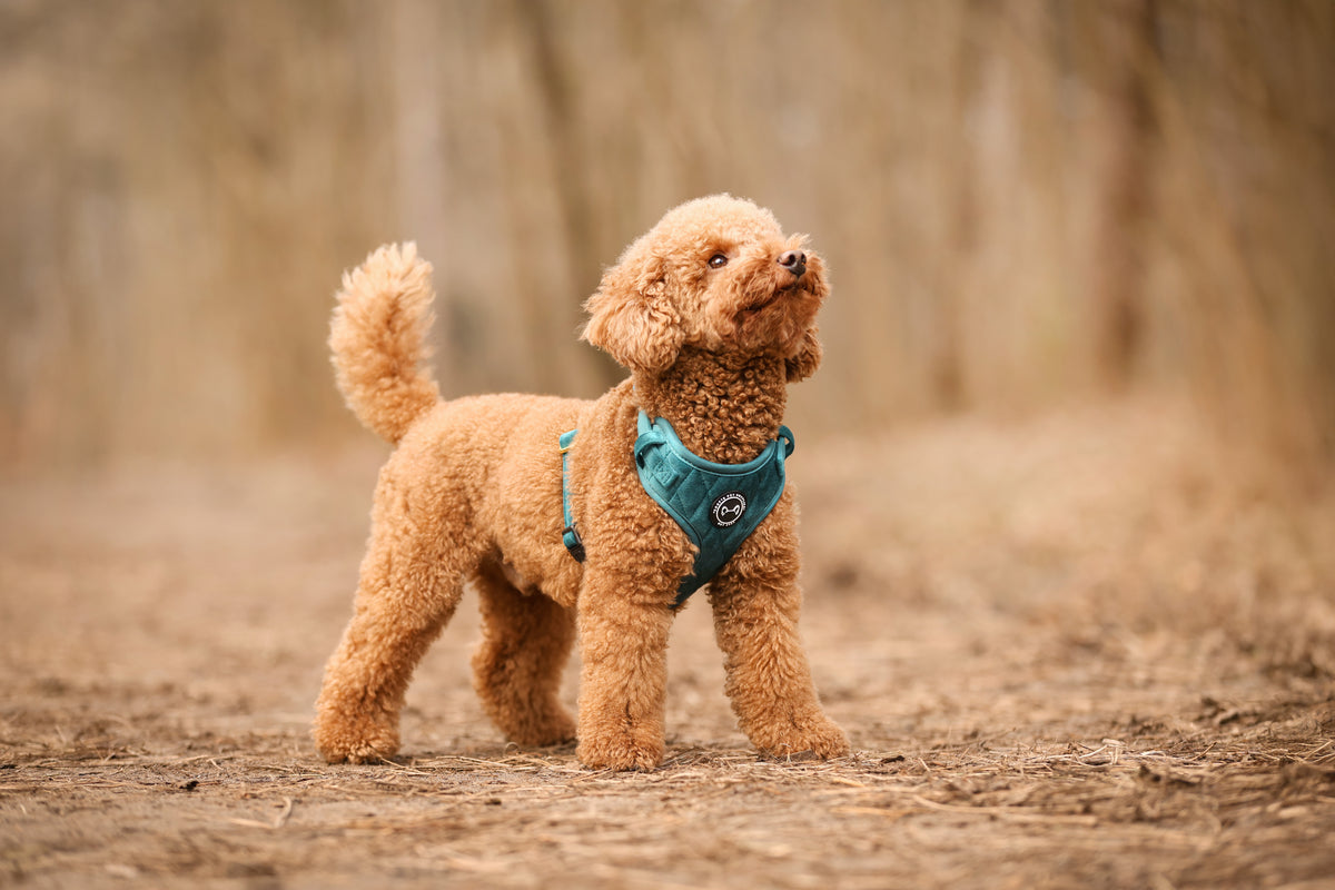 Hondentuig in velvet Emerald Blue – verstelbaar, zacht en stijlvol tuigje voor je hond