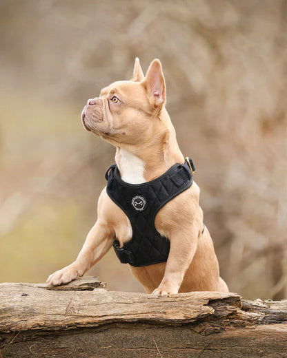 Samtgeschirr Hund Schwarz