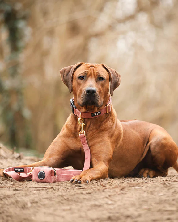 Roze Velvet set met de halsband, riem en poepzakjeshouder van Soof's Pet Supplies
