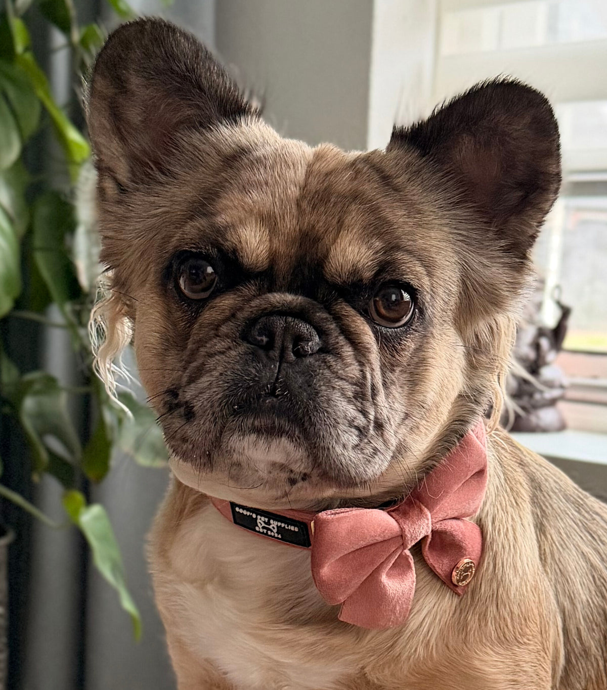 Pink Dog Bow Tie – The finishing touch for any outfit