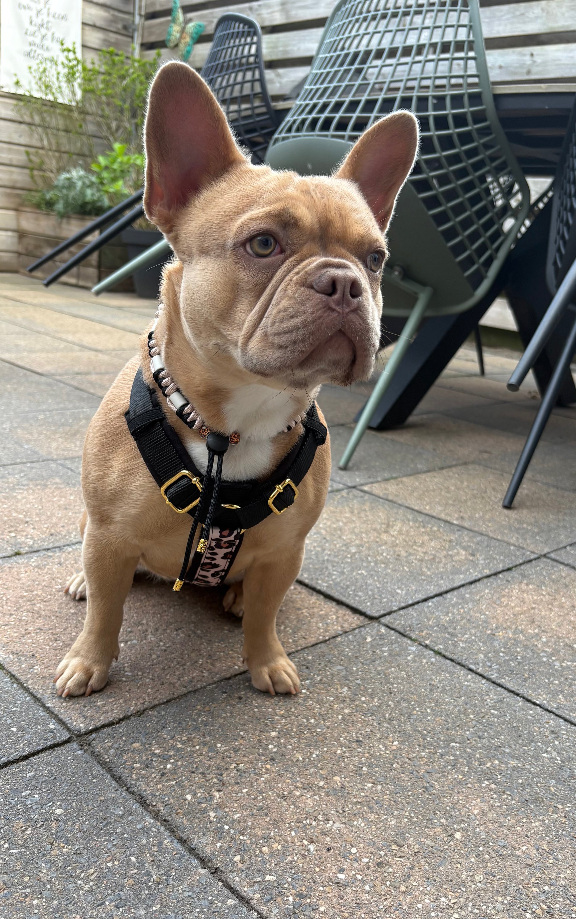 Tuig Pawradise Roar bij Franse Bulldog – ergonomisch en verstelbaar voor een comfortabele pasvorm