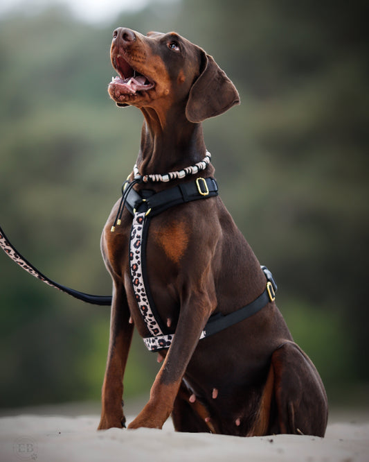 Tuig Pawradise Roar bij grote hond – ergonomisch en verstelbaar voor een comfortabele pasvorm