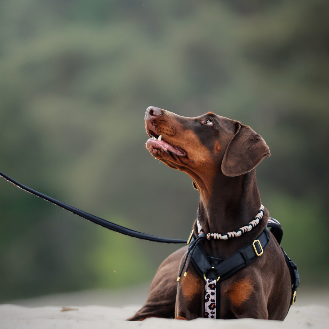 stevige hondentuig van de pawradise roar collectie. Ook geschikt voor grote honden